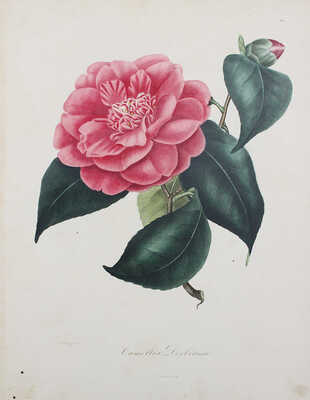 [Берлез Л. Иконография рода камелий или описание и изображения самых красивых и редких камелий...В 3 т.]